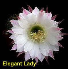 Elegant Lady.4.2.jpg 